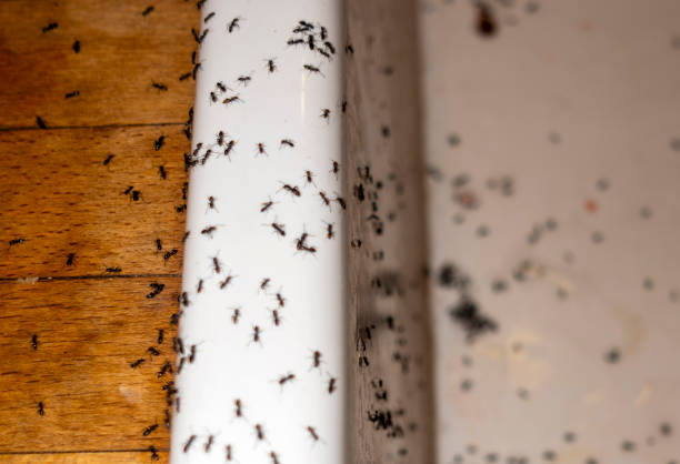 Bronxville, NY Pest Control Company