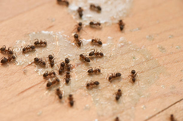 Best Best Pest Control Companies  in Bronxville, NY